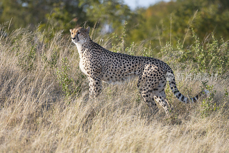 雌性印度猎豹(Acinonyx jubatus)